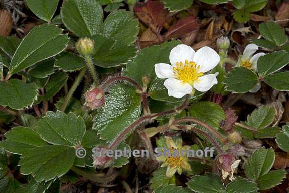 fragaria chiloensis 1 graphic